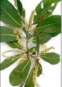 Image of Terminalia brownii