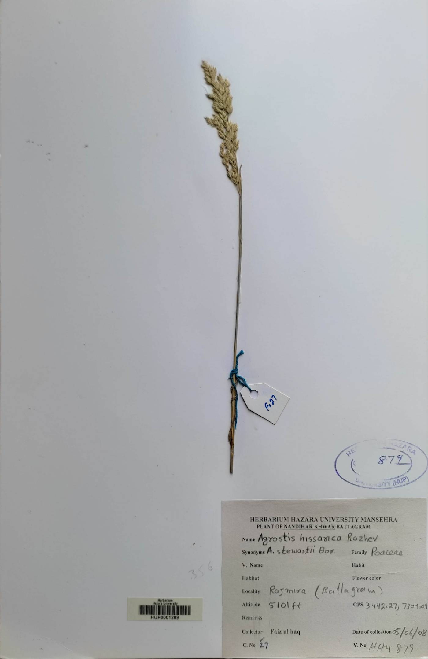 Polypogon hissaricus image