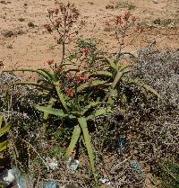 Aloe megalacantha image