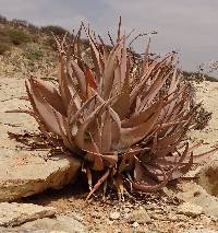 Image of Aloe glabrescens