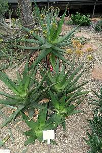Image of Aloe scobinifolia