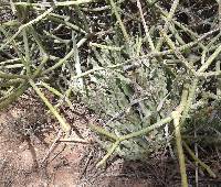Euphorbia nubica image