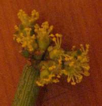 Euphorbia nubica image
