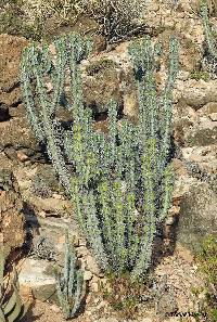 Image of Euphorbia ballyi