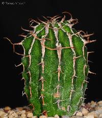 Image of Euphorbia columnaris