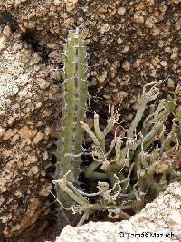 Image of Euphorbia inculta
