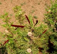 Image of Acacia etbaica