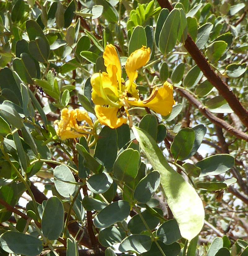 Fabaceae image