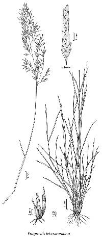 Image of Eragrostis lehmanniana