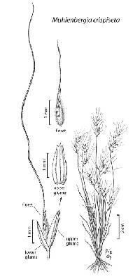 Image of Muhlenbergia crispiseta