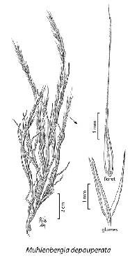 Image of Muhlenbergia depauperata
