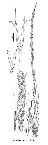 Image of Muhlenbergia dubia