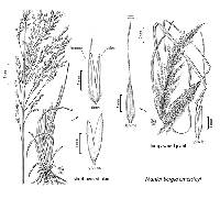 Image of Muhlenbergia emersleyi