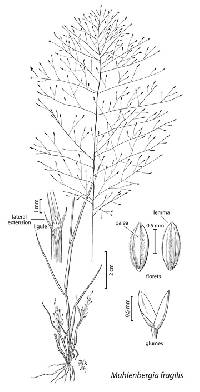 Image of Muhlenbergia fragilis