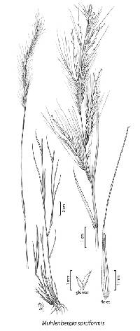 Image of Muhlenbergia spiciformis