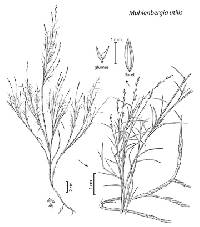 Image of Muhlenbergia utilis