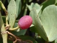 Image of Cissus rotundifolia