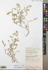 Image of Euphorbia granulata