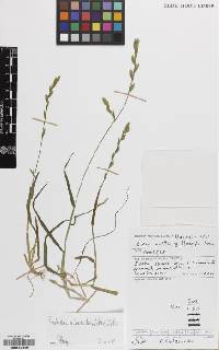Image of Castellia tuberculosa