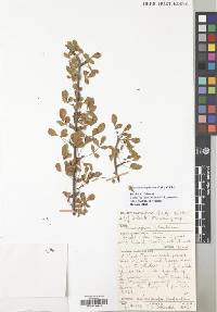 Commiphora gileadensis image