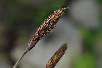 Koeleria spicata image