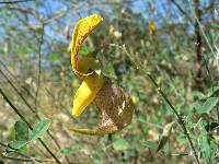 Image of Crotalaria laburnifolia