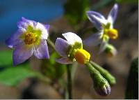 Image of Solanum acuminatum